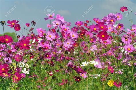 Check our collection of royalty free flower images, search and use these free images for powerpoint presentation, reports, websites, pdf, graphic design or any other project you are working on now. Cosmos Flower Stock Photos & Pictures. Royalty Free Cosmos ...