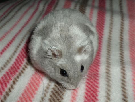 Syrian Hamster Free Stock Photo Public Domain Pictures