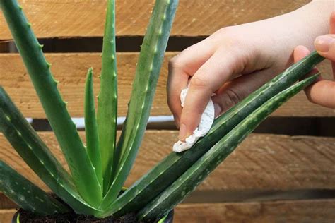 How To Take Care Of Aloe Vera Plant Plant Care Aloe Vera Plant Aloe