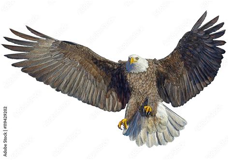 Bald Eagle Bird Flying Hand Draw On White Background Vector