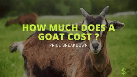 How Much Does A Goat Cost Price Breakdown How Much Does Cost