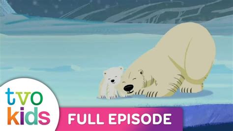 Wild Kratts Polar Bears Dont Dance Full Episode Polar Bear