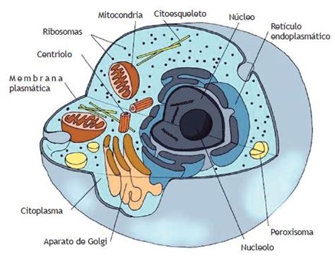 Celula Eucariota General