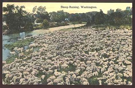 Sheep Images Sheep Raising Washington