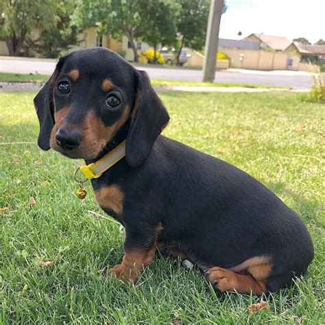 Cute Dachshund If You Love Dachshunds Visit Our Blog To Find The