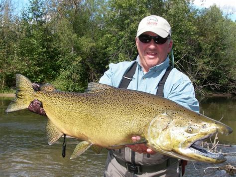 Salmon King Fly Fishing Michigan Current Works Guide Service