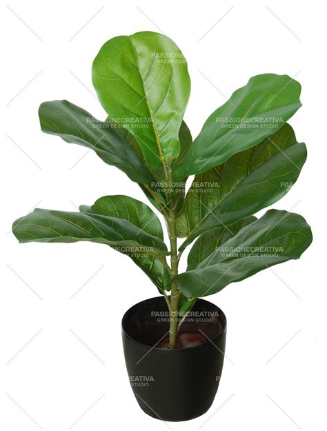 Ficus Lyrata Wild Pianta Verde H 65 Cm Pianta Artificiale Piante