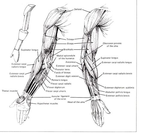 Human Anatomy Arm Muscles Anatomy Of Arm Muscles Medicinebtg Human