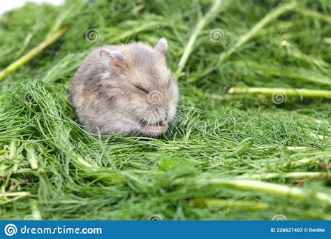 Cute Hamster On Green Grass Closeup Stock Image Image Of Nose Snout
