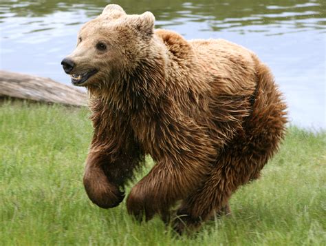Filebrown Bear Ursus Arctos Arctos Running Wikimedia Commons