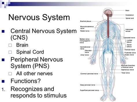 The central nervous system is like the guts of your computer. The central nervous system controls most of the functions...