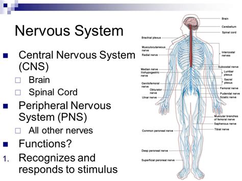 • biopsy not diagnostic of primary cns lymphoma modified as follows: The central nervous system controls most of the functions...