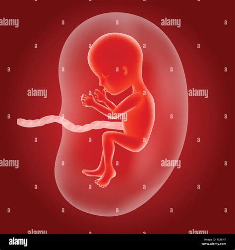 Humans In The Womb