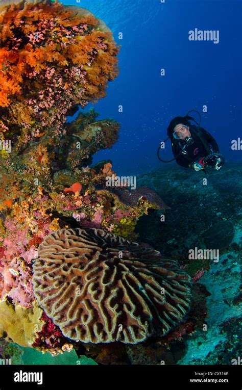 Underwater Sea Life Komodo Indonesia Scuba Diving Sea Ocean
