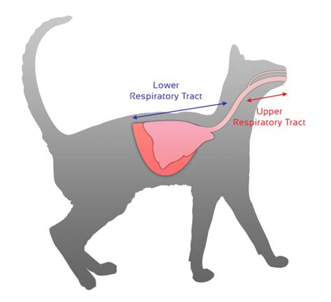 Feline Upper Respiratory Tract Infections