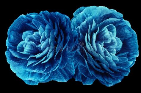 Blue Chrysanthemums Flowers Flower On The Black Isolated Background