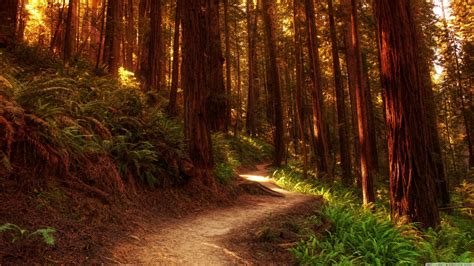 Redwood Forest Scenic Wallpapers Top Free Redwood Forest Scenic