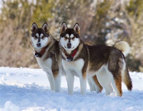 10 Best Dog Breeds For Cold Weather Canines For Cold Climates