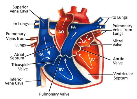 Heart Diagram Labeled Blood Flow Robhosking Diagram Vrogue