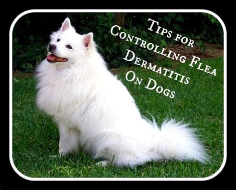 Tips For Controlling Flea Dermatitis On Dogs Dogs Dog Itching Fleas