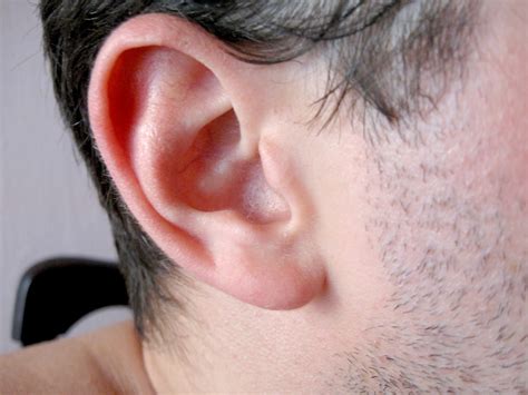 Trevors Tracks In So Cal Ear Test