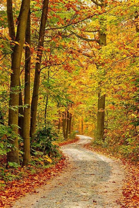 Autumn Forest Pathway Mural Autumn Forest Scenery Murals Your Way