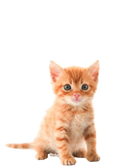 Kitten Tabby Cat Clip Art Kitten Png Download 537800 Free