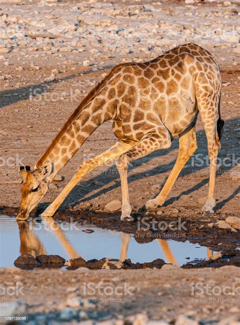 Angolan Giraffe Giraffa Camelopardalis Angolensis Etosha Pan National