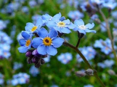 Top 55 Types Of Blue Flowers With Names And Pictures Florgeous