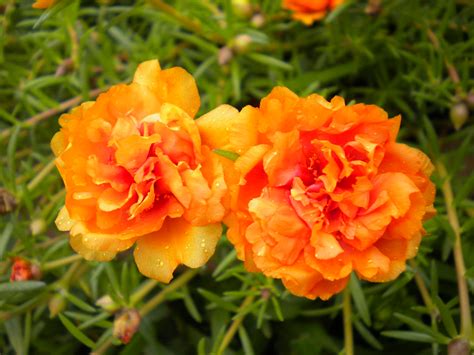 Home » tanaman » bunga » kenapa bunga kembang sepatu tidak berbuah dan cara merawatnya. LIVE♥LAUGH♥LOVE ♥♥♥: Japanese Roses/Bunga Kembang Pukul 10