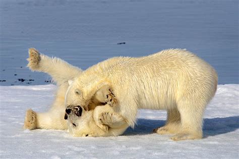 Polar Bears Caught Playing In The Snow In The Artic Circle Nature