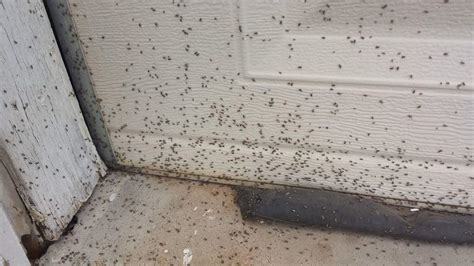 What Are False Chinch Bugs Bugyman Exterminators