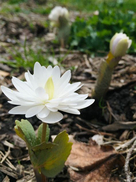 Double Bloodroot Flower Picture Prints Etsy