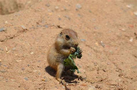 Prairie Dog Pups Have Emerged From Their Burrows Were So Excited To