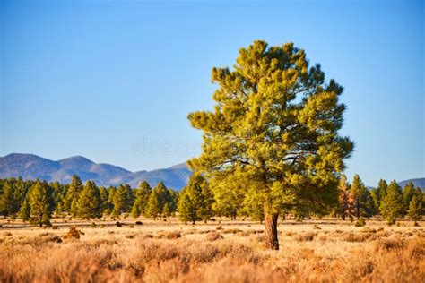 Lone Pine Tree In Desert Field With Mountains In Background Stock Image