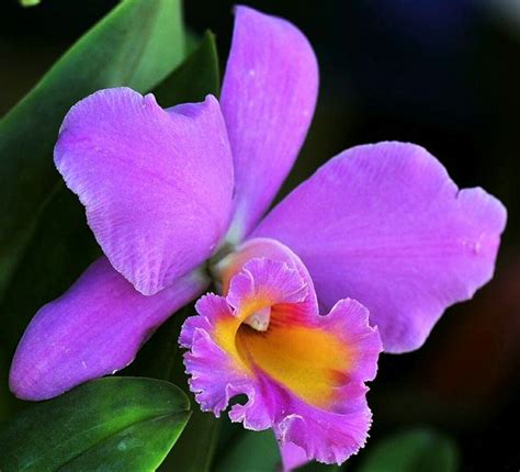 Lista 92 Imagen De Fondo Imagenes De Flores De Orquídeas Cena Hermosa