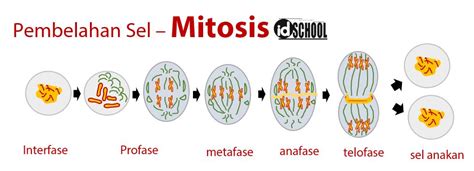 Gambar Meiosis 1 Dan 2 Denah