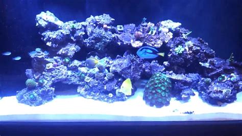 This article is the second in our new series where we will look at the elements of hardscaping in an aquascape in greater detail. 90 gallon Reef Build - Aquascape - Update 9 - YouTube