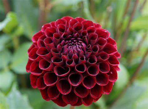 Liste De 9 Fleurs Rouges Pour Le Jardin Jardiner Malin