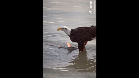 Video Eagle Swoops Down To Snatch Shark From Fl Mans Line Miami Herald