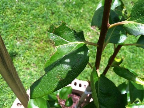 Something Is Eating The Leaves On My Persimmon Tree Hometalk