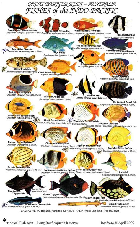 Aquarium Fish List Of Names With Images 1000 Aquarium Ideas