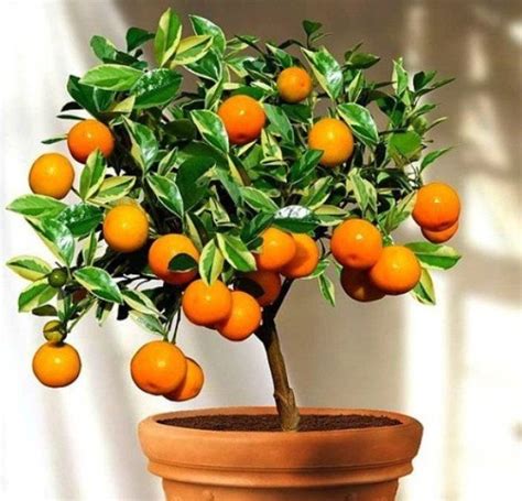 Nskon Imported Organic Bonsai Delicious Orange Plant Seed Price In
