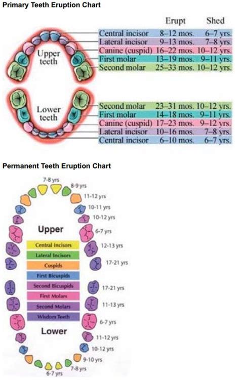 Primary And Permanent Teeth Eruption Charts Dental Hygiene School