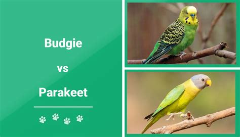 Budgie Vs Parakeet Whats The Difference With Pictures Pet Keen