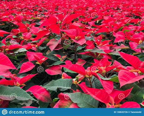 Poinsettia Red Christmas Flowers Stock Photo Image Of December