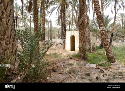 Date Palm Tree Tozeur Tunisia Hi Res Stock Photography And Images Alamy