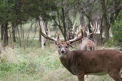 Ohio Whitetail Deer Hunt With Briarwood Preserve