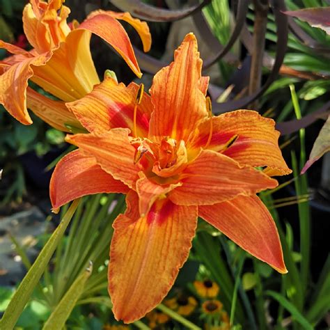 Hemerocallis Fulva Kwanso Syn Hemerocallis Kwanso Daylily Kwanso