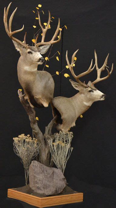 Natures Way Taxidermy Spanaway Wa Mule Deer Deer Mounts Deer Hunting Decor